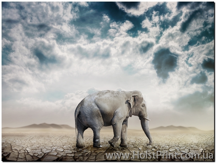 Изображения животных, слон, ART: ANF888004
